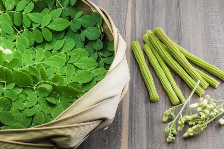 moringa | Dicas de Saúde