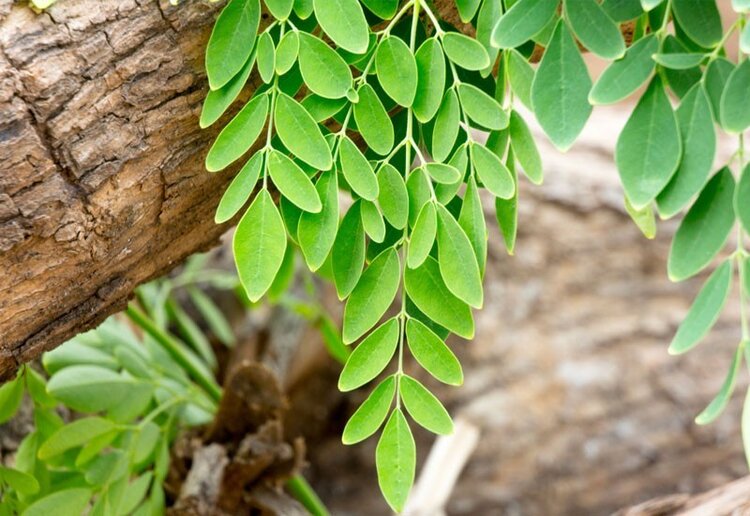 Moringa | Dicas de Saúde Moringa