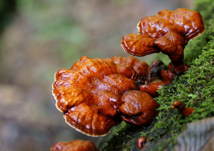 Benefícios do Cogumelo de Ganoderma Benefícios do Cogumelo de Ganoderma