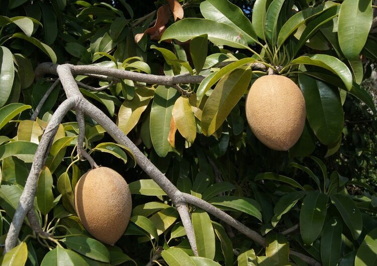 sapodilla e uma fruta exotica | Dicas de Saúde sapodilla e uma fruta exotica