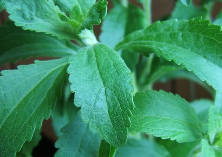 stevia | Dicas de Saúde