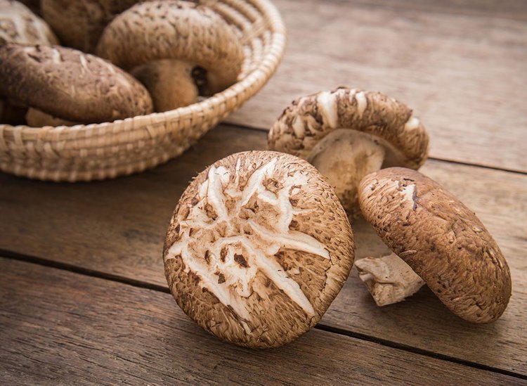 cogumelos shitake para o crescimento do cabelo cogumelos shitake para o crescimento do cabelo