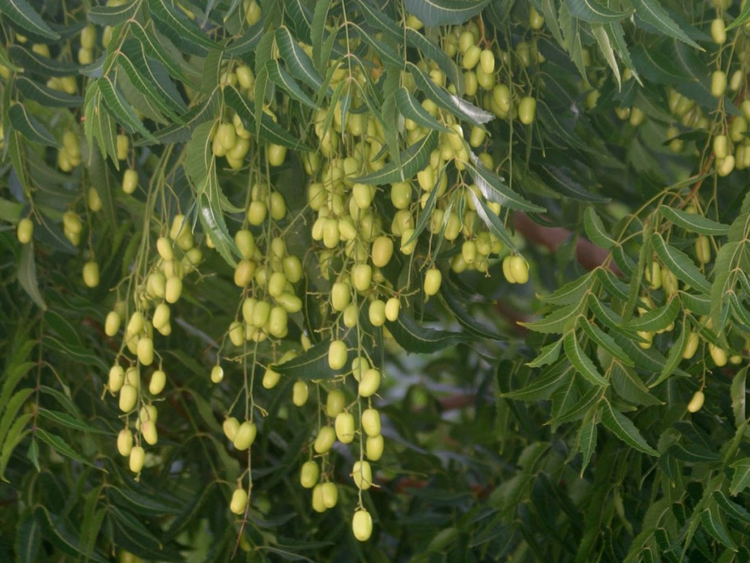 Benefícios do Neem | Dicas de Saúde Benefícios do Neem