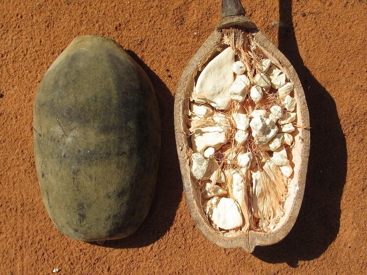baobab | Dicas de Saúde