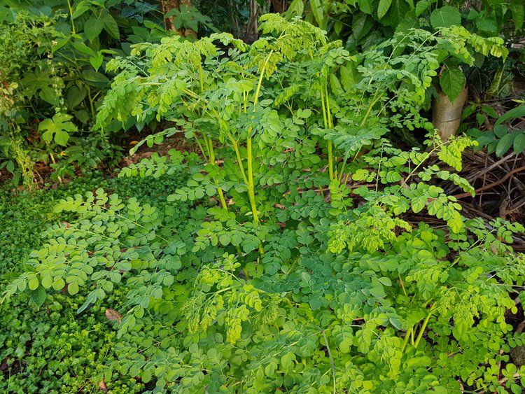 beneficios-da-moringa-oleifera-para-saude | Dicas de Saúde beneficios-da-moringa-oleifera-para-saude