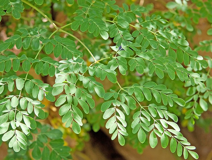 folhas de moringa | Dicas de Saúde