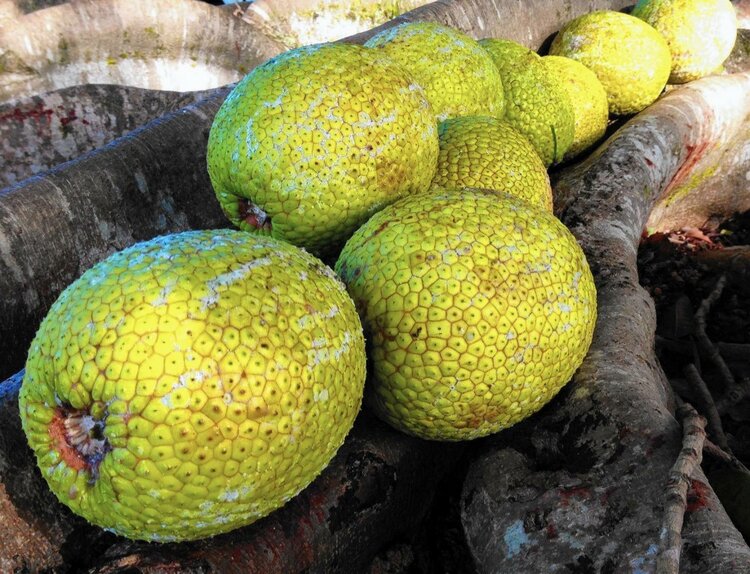 Fruta-Pão | Dicas de Saúde Fruta-Pão