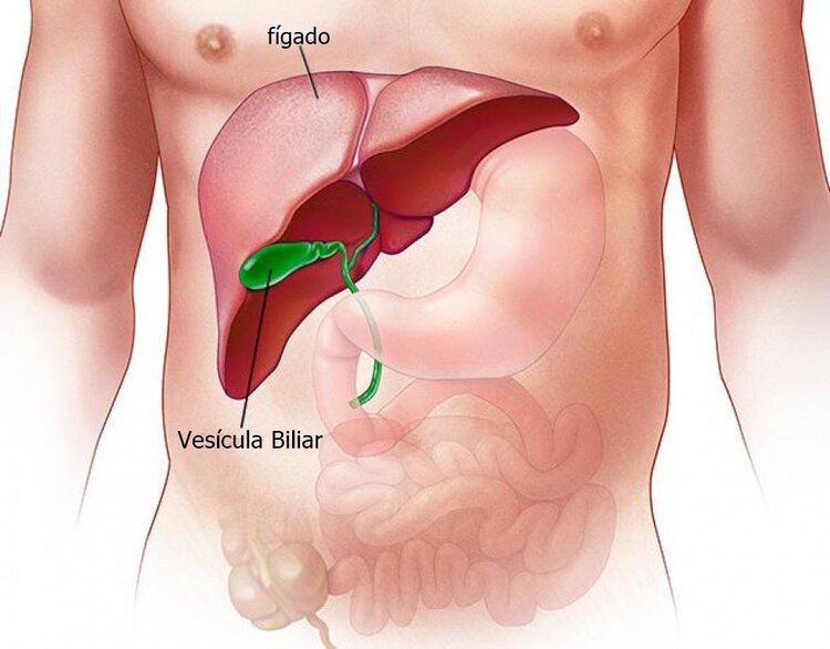 Hepatite Autoimune | Dicas de Saúde