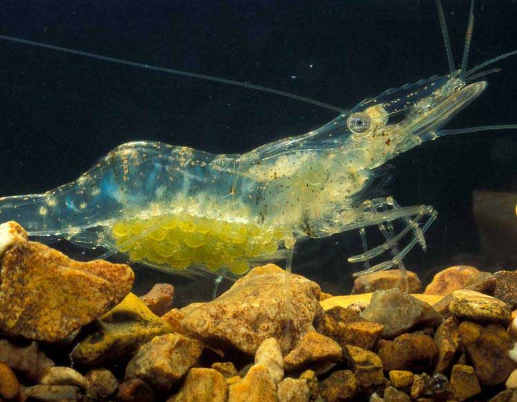 Ghost Shrimp Care Guide Aquarium Feeding Aquascape