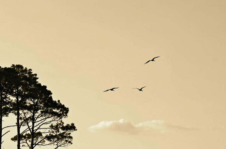Components of Mindfulness
