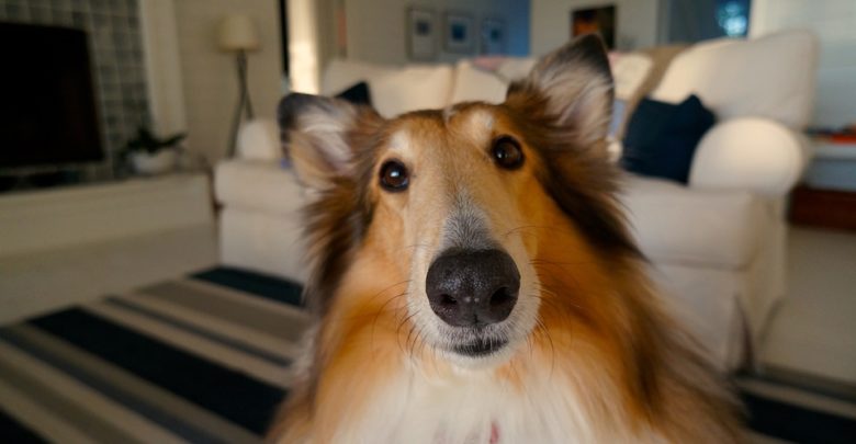 Useful and Fun Dog Accessories