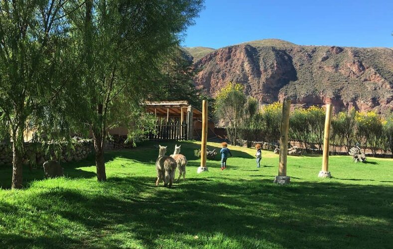 Tierra Viva Valle Sagrado hotel: the beautiful gardens where alpaca go around freely