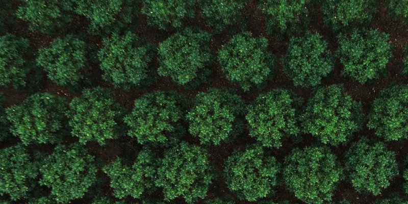 Is Ananda Hemp’s CBD Legit? – A Real Tested CBD Brand Spotlight