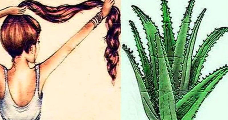 maneiras naturais usar a aloe vera para crescer cabelo | Dicas de Saúde maneiras naturais usar a aloe vera para crescer cabelo