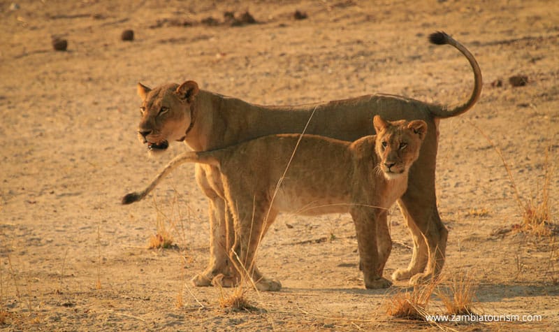 Lions