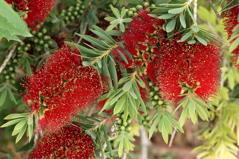 Benefícios da Melaleuca | Dicas de Saúde Benefícios da Melaleuca