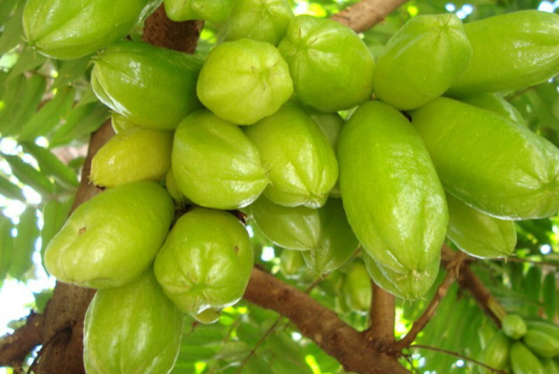 bilimbi-bilimbi | Dicas de Saúde Benefícios do Bilimbi