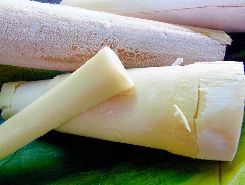 Palmito de Pupunha | Dicas de Saúde Palmito de Pupunha