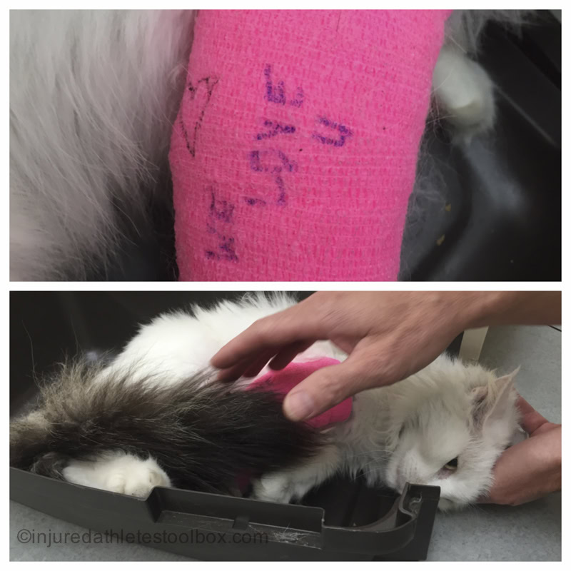 injured cat broken leg