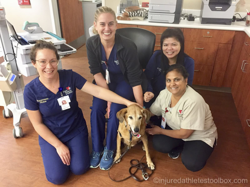 therapy dog
