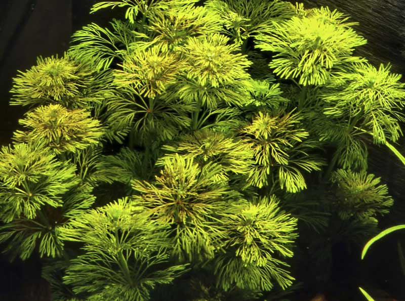 Dwarf Ambulia Floating Aquarium Plant