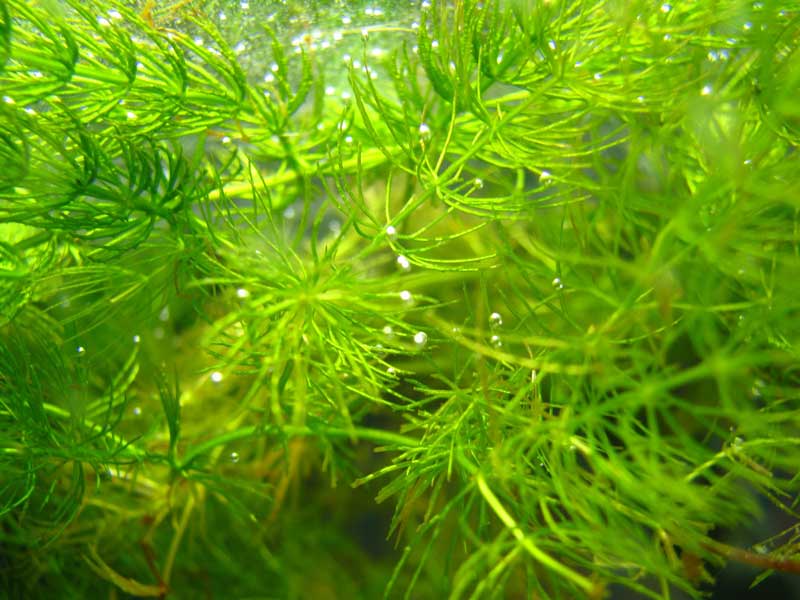 Hornwort