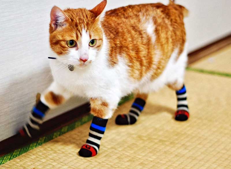 cat with socks