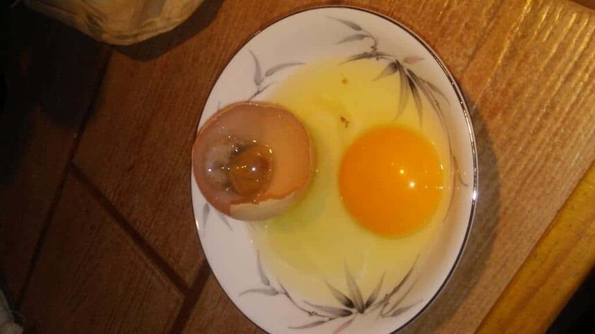 Store Chicken Hatching Eggs Like A Pro 3 Deadly Mistakes You Need To Avoid Pampered Chicken Mama Raising Backyard Chickens