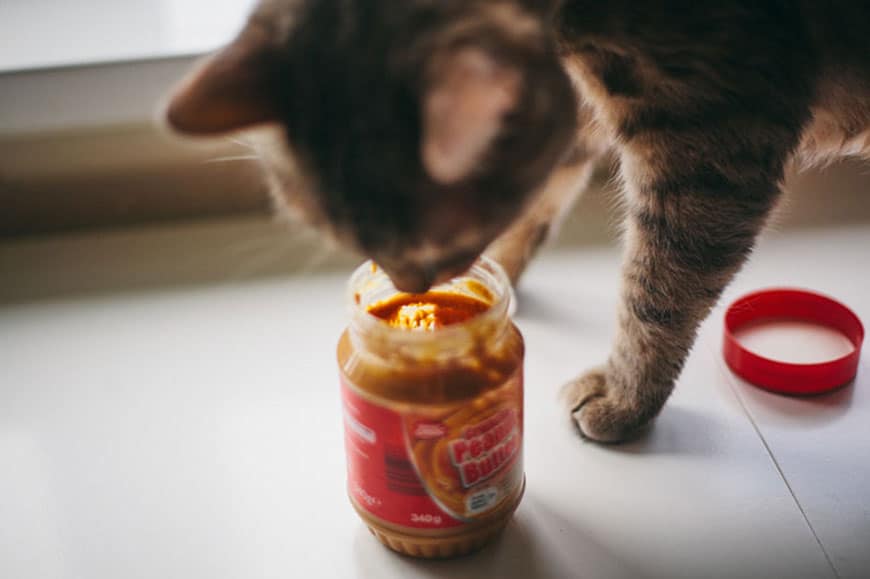 Can Cats Eat Peanut Butter