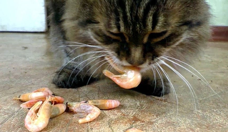 can cats eat shrimp
