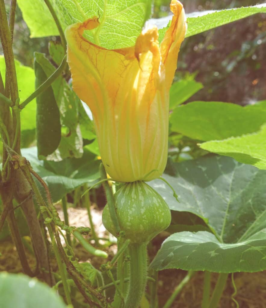 Can You Grow Pumpkins In The Tropics Tropical Food Garden