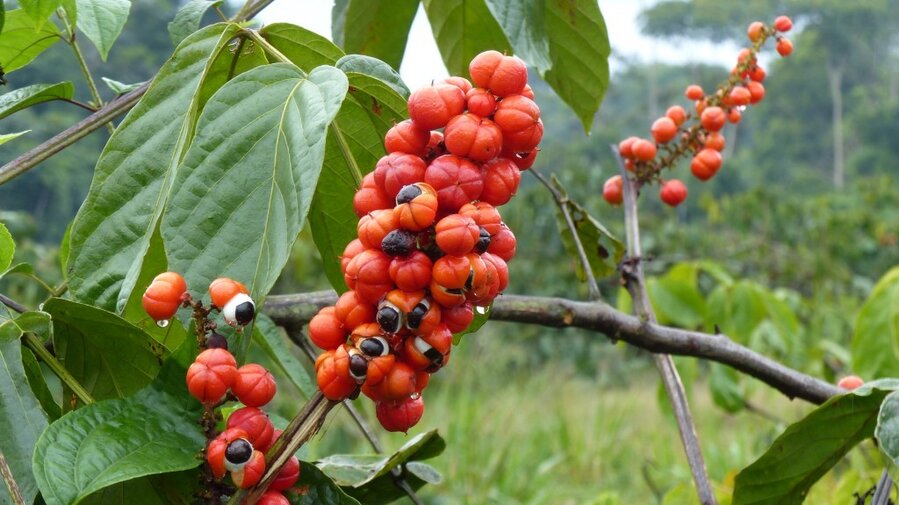 guaraná da Amazônia engorda? | Dicas de Saúde guaraná da Amazônia engorda?