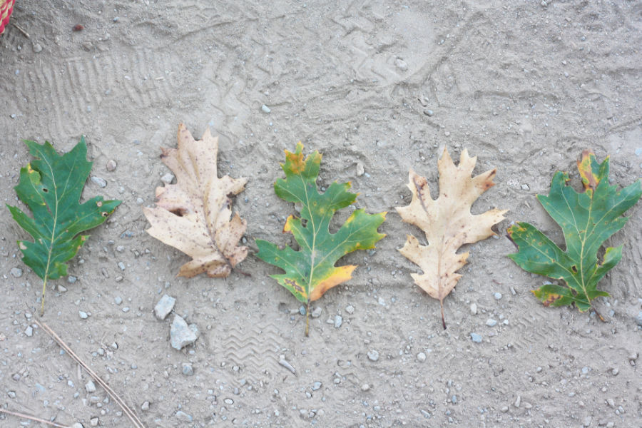Collecting Nature Items 6 WinterKids Nature Patterns