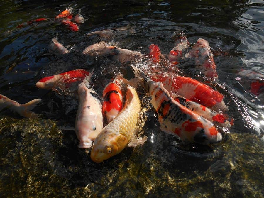 koi ponty