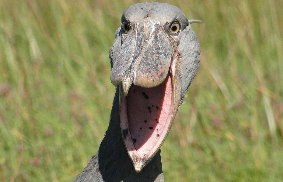 5 Facts You Didn’t Know About Africa’s Shoebill - Zambia Tourism