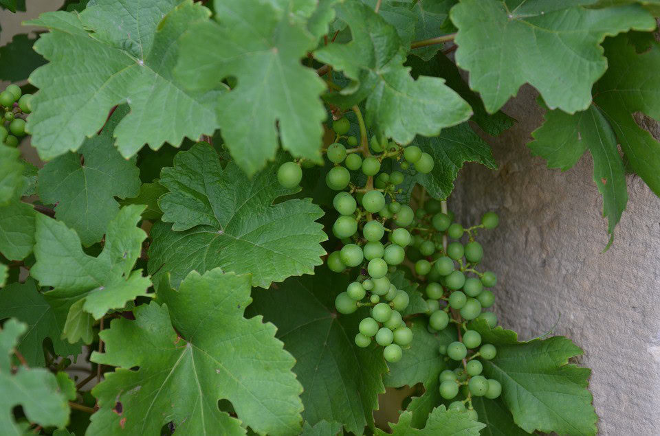 folhas de uva