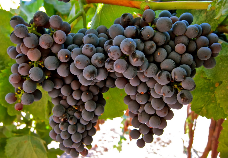 Tannat Tannat