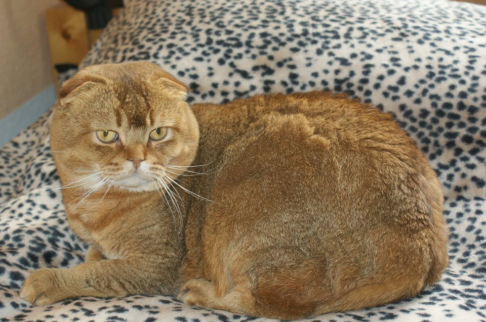 Scottish Fold The Lop Eared Cat Did You Know Pets