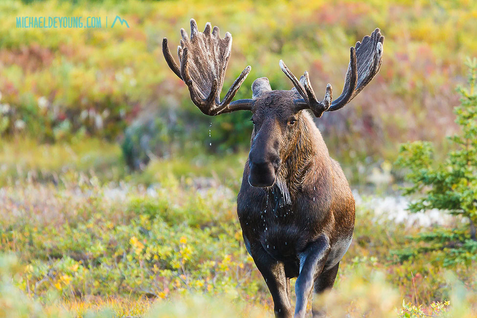 Bull moose on early autumn tundra dripping water from antlers in velvet