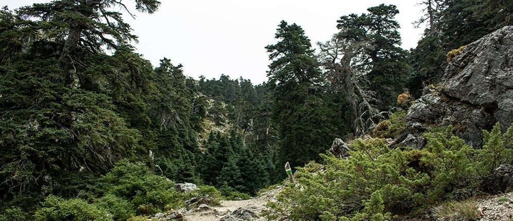 Sierra de las Nieves -Quejigales – Puerto de los Pilones ruta de contrastes