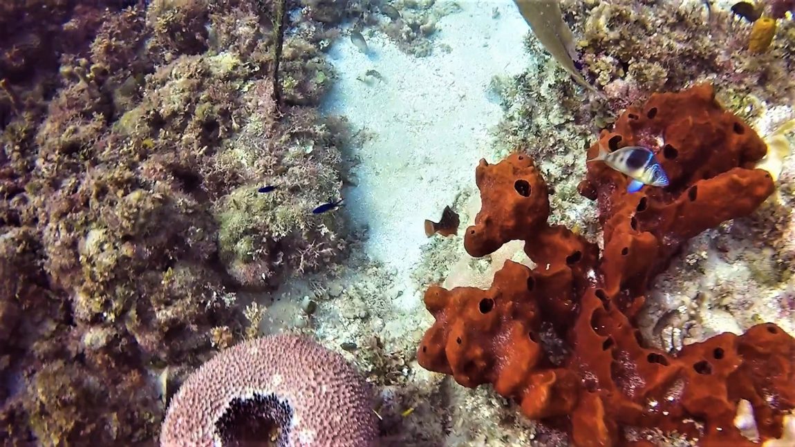 Ocho Risos, Jamaica