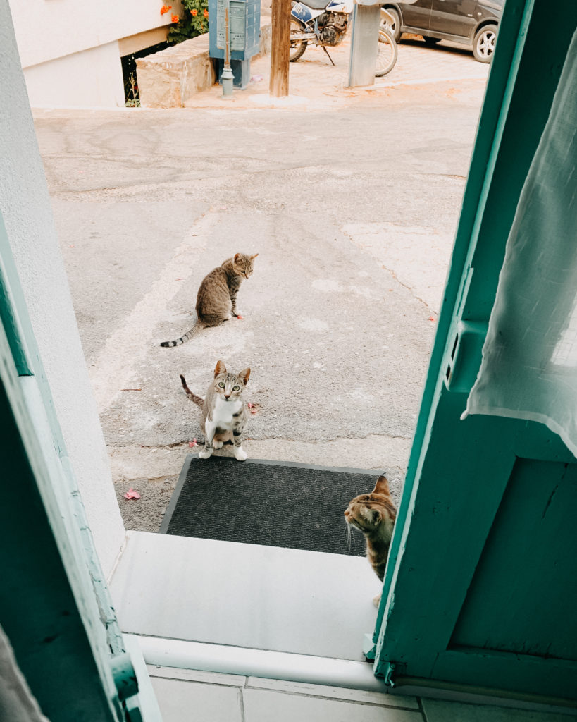 Straßenkatzen warten vor Türkisen Haustür