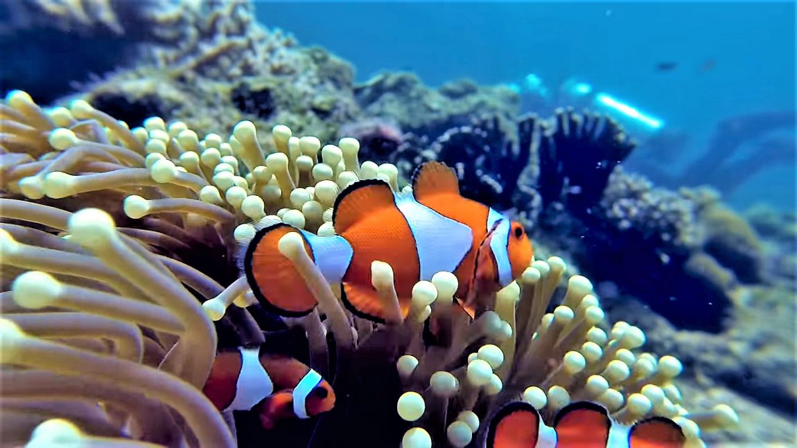 Cape Kri - Raja Ampat, Indonesia