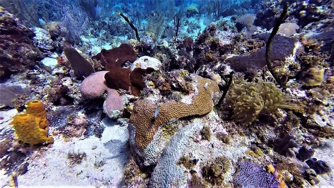Negril coral