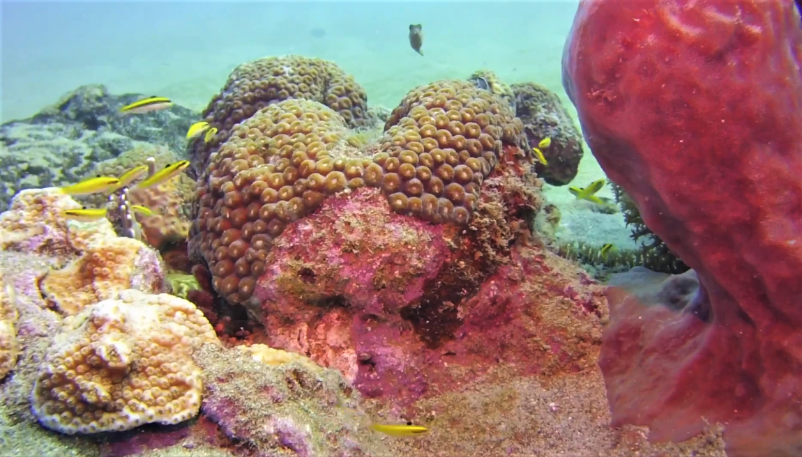 Padi_Rescue_Diver