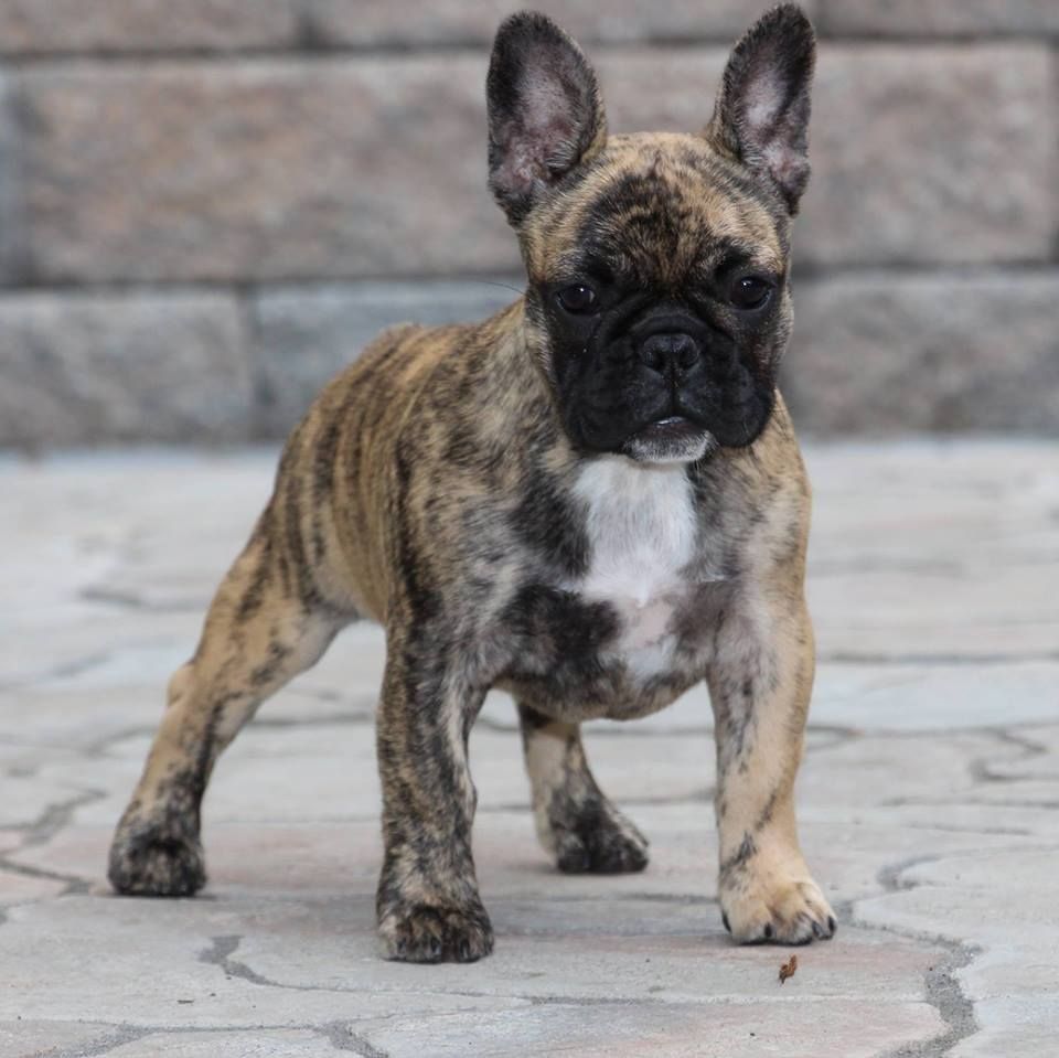 Where do non standard french bulldog colours come from black