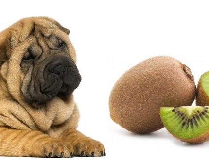 are kiwis bad for dogs