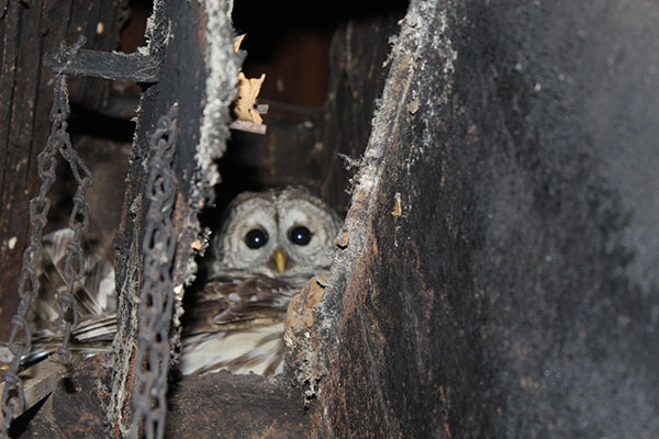 Animals inside of a chimney sootaway animal removal