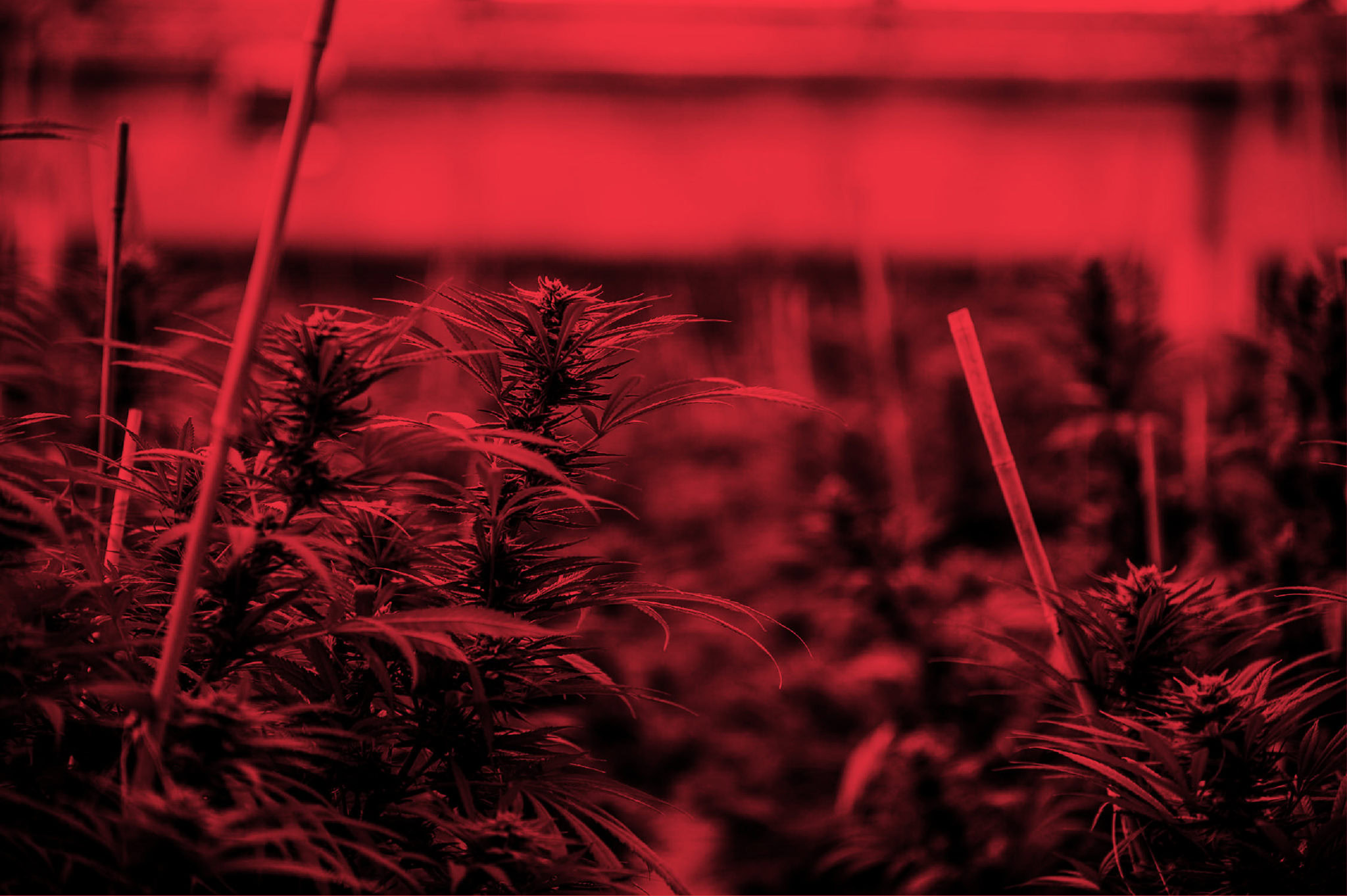Strawberry Fields Recreational Marijuana