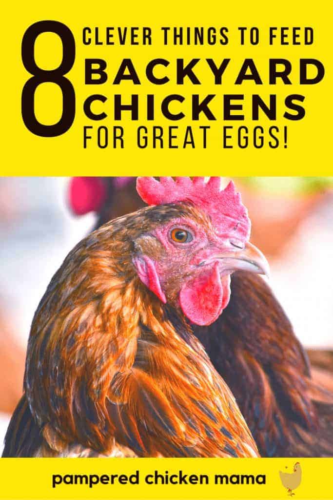 Want your hens to lay great tasting chicken eggs? Here's how you should be feeding them!